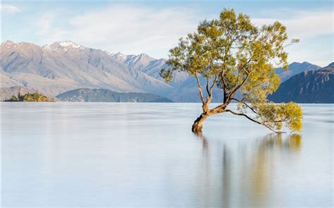 New Zealand Lake Wanaka Mountains Lonely Tree Hd Wallpapers