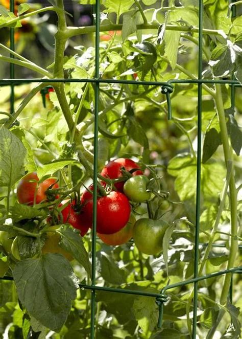 Check spelling or type a new query. Green tomato tower gathering the tomato vines plant with ...