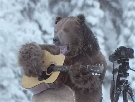 Guitar Bear  Find And Share On Giphy