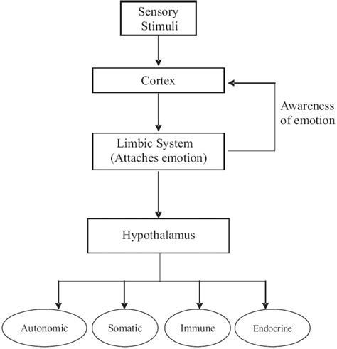 The limbic system – ScienceOpen