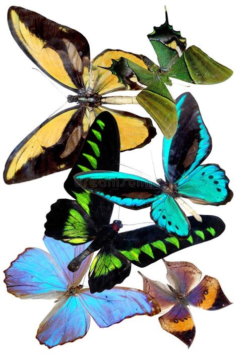 Several Butterflies Stock Image Image Of Nature Life 17980237