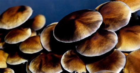 The Heady Thorny Journey To Decriminalize Magic Mushrooms Wired