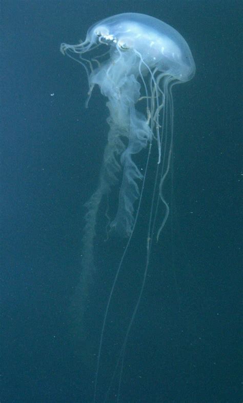 Waterway Guide Jellyfish Of The Chesapeake Bay