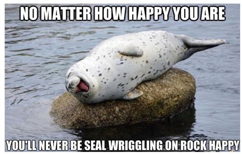 Giggles Week 14 Seal Memes Myebeat