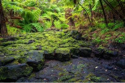 Rainforest Moss Plants Lush 4k Asian Hawaii