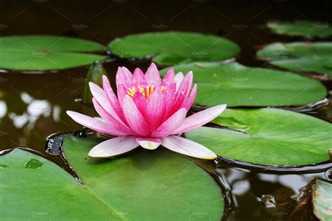 Lily Pad Flower Stock Photo High Quality Nature Stock Photos