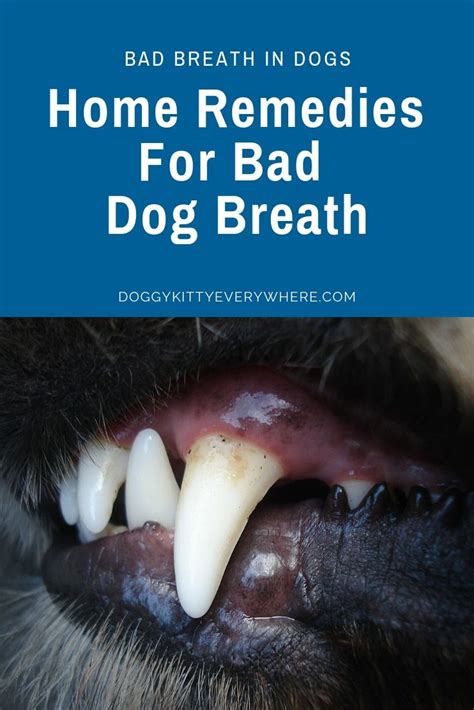 Bad Breath In Dogs Home Remedies For Bad Dog Breath Dog Breath Bad