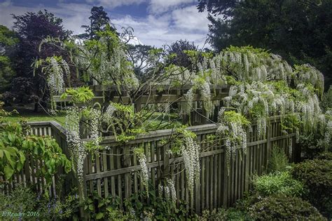 Wisteria Garden Strybing Arboretum White Wisteria Florib Flickr