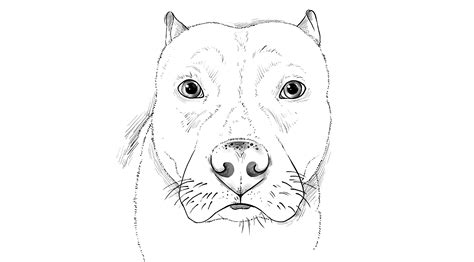 Drawn Pit Bull Easy Pencil And In Color Drawn Pit Bull Easy Good Ideas