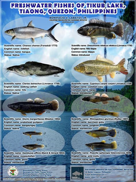 Philippine Fish Species