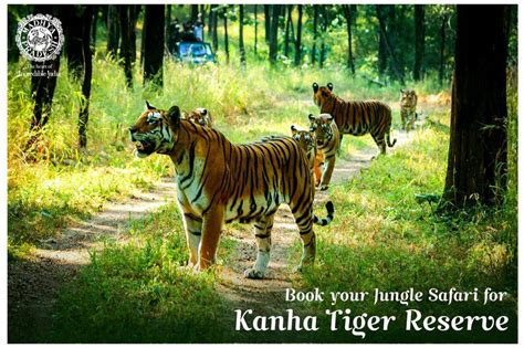 Top 5 Tiger Reserves In Madhya Pradesh India Umptourism
