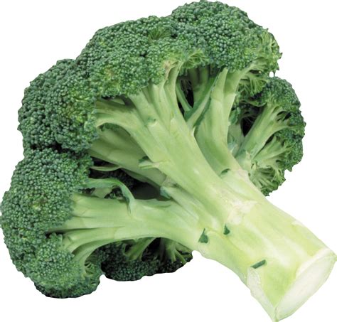 Hq Broccoli Png Transparent Broccolipng Images Pluspng