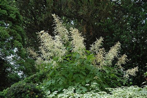 Aruncus dioicus (goatsbeard) occurs throughout the cooler parts of europe, asia and north medical uses of goatsbeard. Goatsbeard (Aruncus dioicus) in Issaquah Seattle Bellevue ...