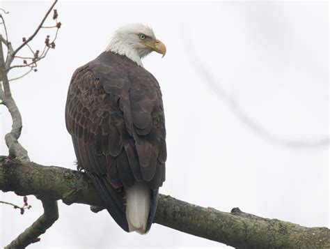 Bald Eagles Wildlife In Nature