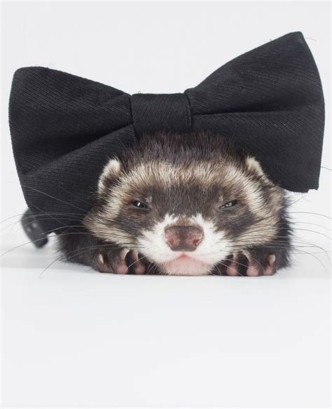 What Is Your Favorite Fashion Accessory To Put On Your Ferret Feel
