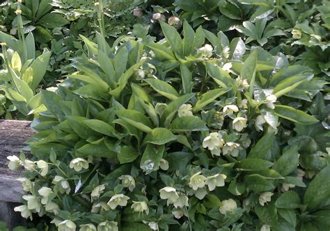 Maybe you would like to learn more about one of these? Deer-Resistant Shade Perennials for Northern Virginia ...