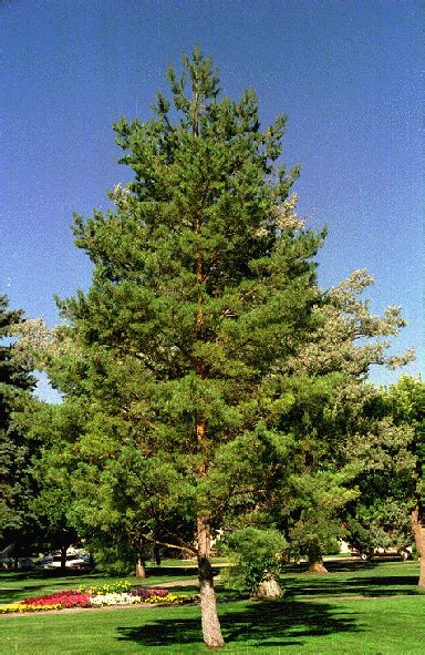 North Carolina State Tree Pine Tree North Carolina Pinterest