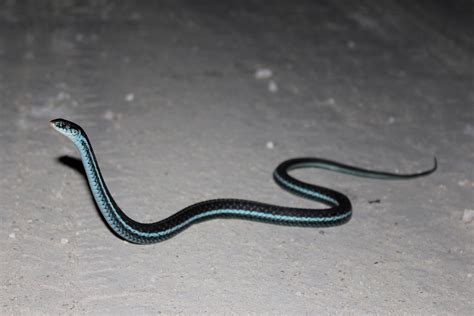 Blue Garter Snake