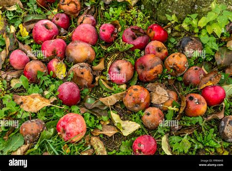 Rotten Apples On The Ground Stock Photography Image 16297372 A95