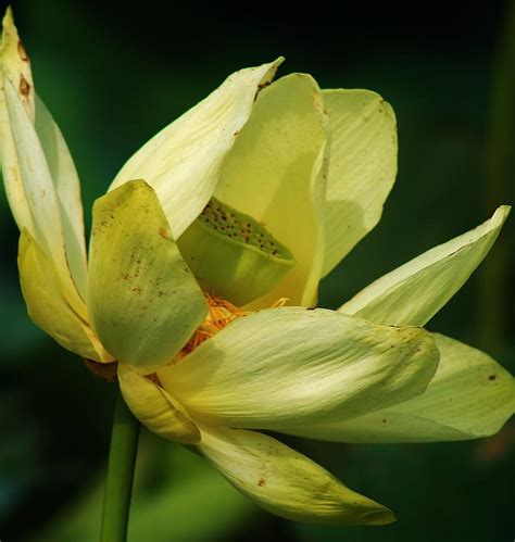 Lotus In The Afternoon Photograph By Bruce Bley Fine Art America