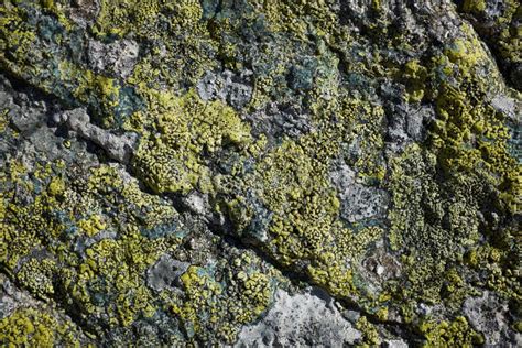 Close Up Of A Mossy Rock Stock Photo Image Of Stone 170144996