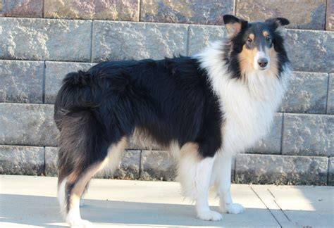 Akc Registered Collie Lassie For Sale Fredericksburg Oh Male Larry