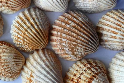 Free Photo Sea Shell Clam Ocean Sea Shells Free Image On Pixabay