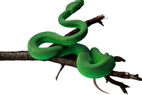 Anaconda Png Pic Png Mart