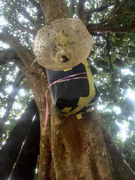 Unlike honey bees, stingless bees are generally harmless to humans and domesticated animals. Interview with Lisa from Malaysia - Australian Native Bee
