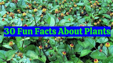 30 Fun Facts About Plants Youtube