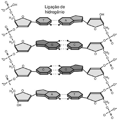 A Estrutura Do Dna E O Sistema De Dupla Hélice É Biologia Enem Vem