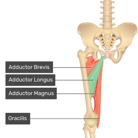 Adducter Longus Muscle Anatomy