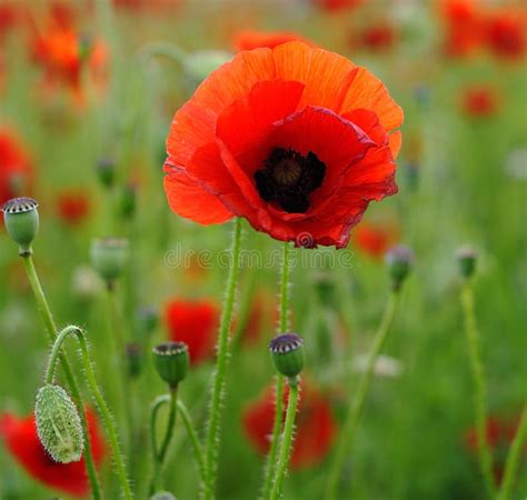 Red Poppies Stock Photo Image Of Wild England Poppies 42640490