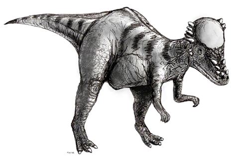 Carnivore dinosaur coloring pages long neck dinosaur coloring page. Pachycephalosaurus Pictures & Facts - The Dinosaur Database