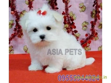 Siberian husky puppies for sale!!! Husky Puppies Price In Bangalore