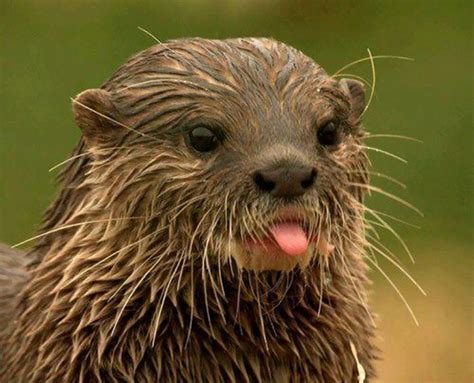 10 Of The Most Adorable Animal “mlems” Ever Bored Panda