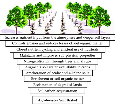 Agroforestry A Diy Guide For Sustainable Soil Conservation Rex Ranch