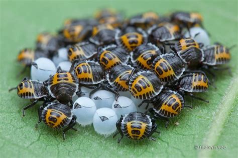 Img8247 Baby Bug Bugs Insect Eggs