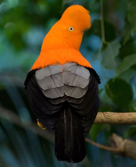 14 Unique Birds That Can Stun You With Their Beauty Bright Side