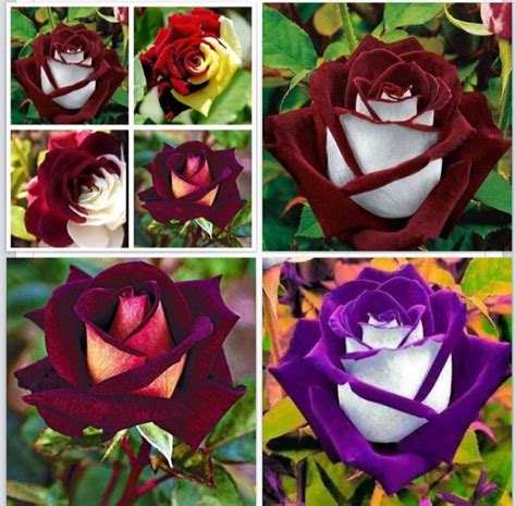Check spelling or type a new query. Osiria Roses | Pretty pictures, Flowers, Pretty flowers
