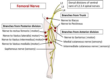 Muscular Branches Of Femoral Nerve