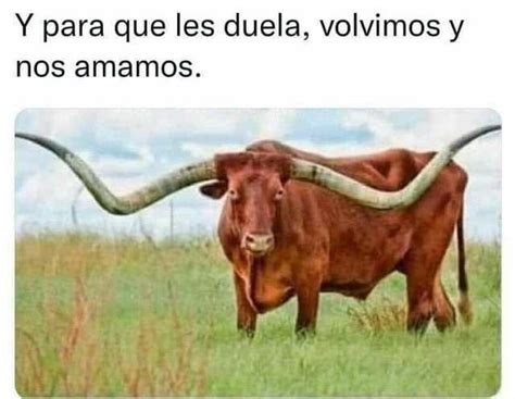 Top memes de Cuernos en español Memedroid