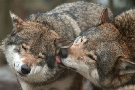 31 Photos Of Animals Kissing That Will Make You Go Aww Animals