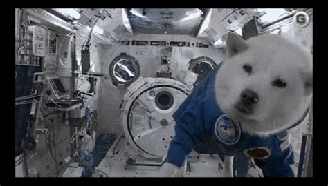 Sup Space  Sup Space Dog Discover And Share S