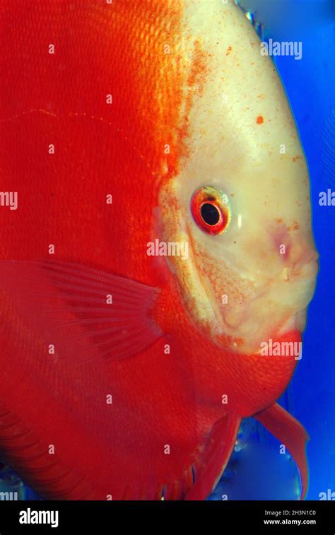 Marlboro Red Discus Fish