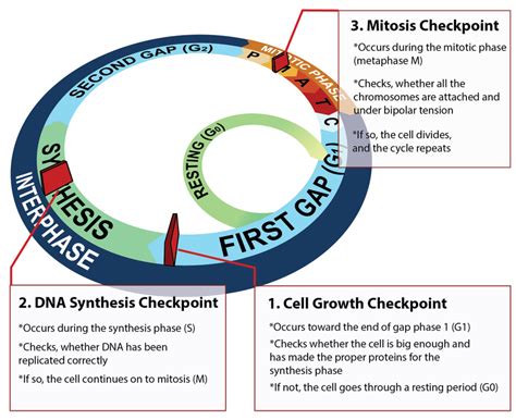 The cell cannot proceed to the next phase until checkpoint requirements have been met. Cell Division and the Cell Cycle | CK-12 Foundation