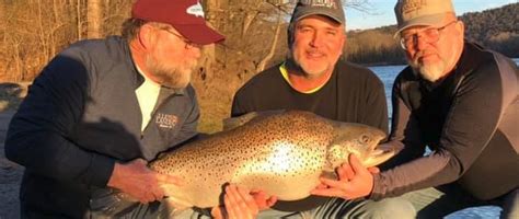 You can be as skilled as you want, but if your line is likely to snap instantly or if it's too visible for trout then you're never going to catch anything! Missouri Has A New Record Brown Trout For Sure - Beats ...