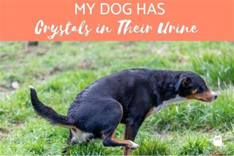 My Dog Has Crystals In Their Urine Types Causes And Treatment Of