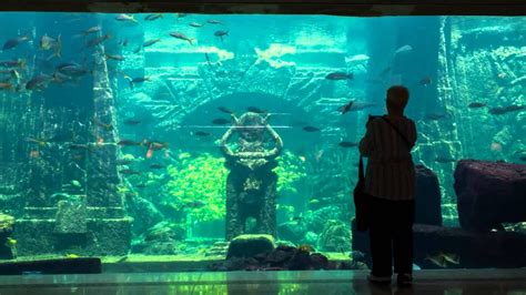 Aquarium The Atlantis Resort Youtube