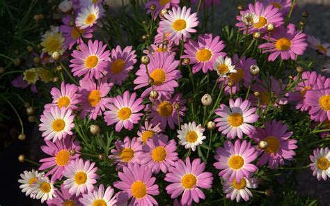 Pink Daisies Wallpapers Wallpaper Cave